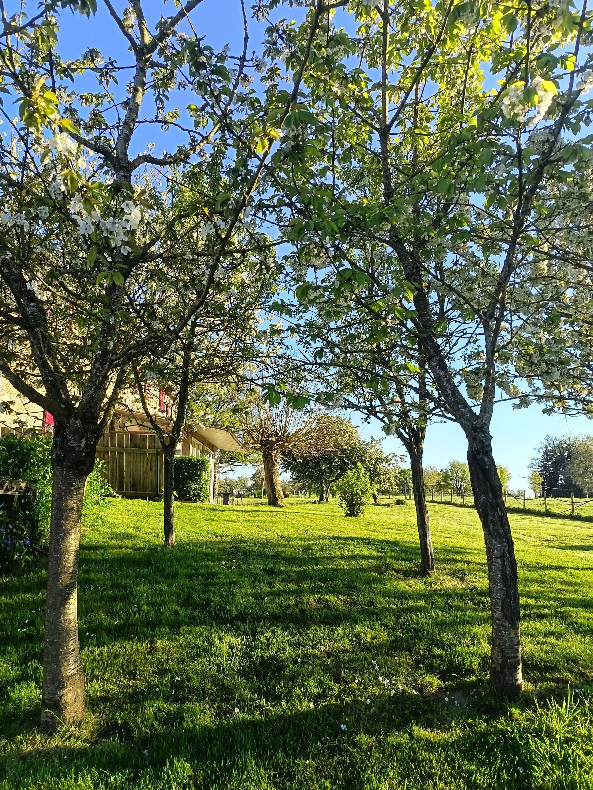 LES ARBRES FRUITIERS