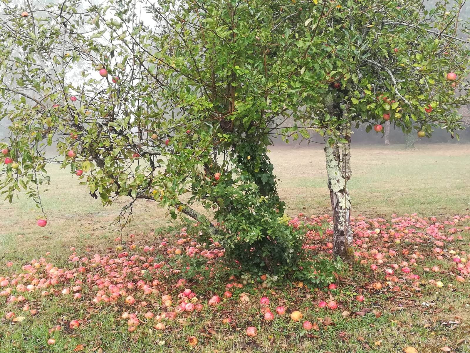 Arbres fruitiers 2025