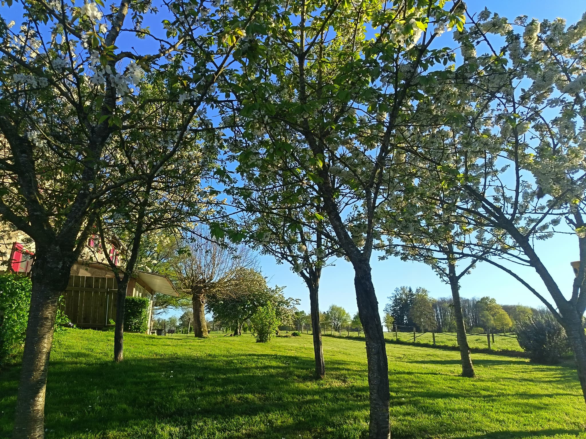 Arbres fruitiers