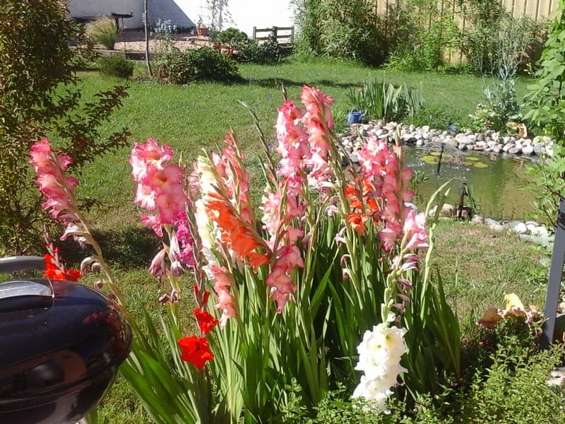Atelier-Barbry-glaieuls