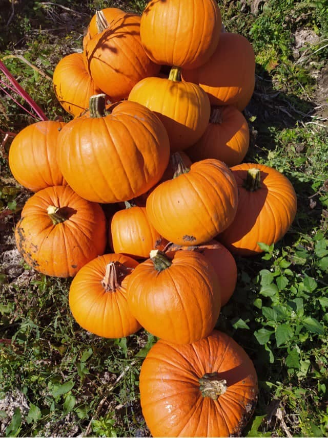 Atelier citrouilles Nouere