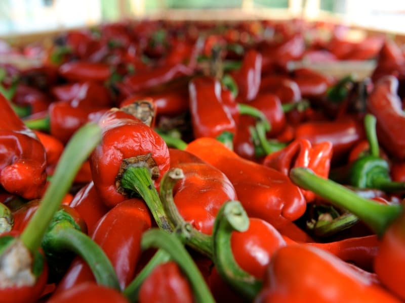 Atelier du Piment - Piments