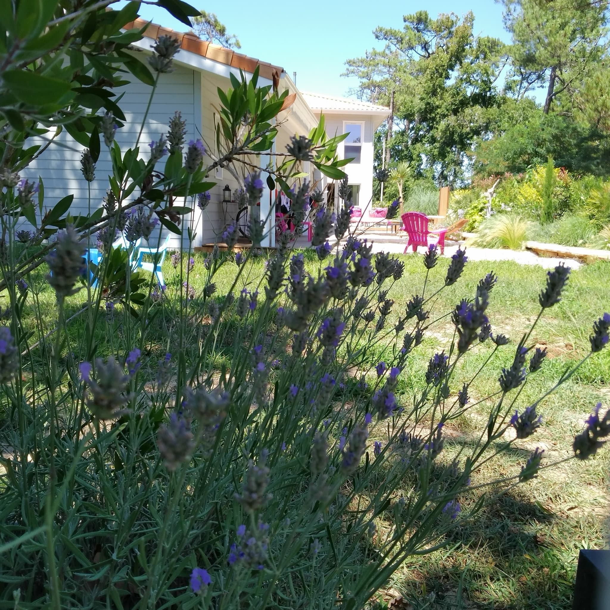 Au jardin des Libellules7