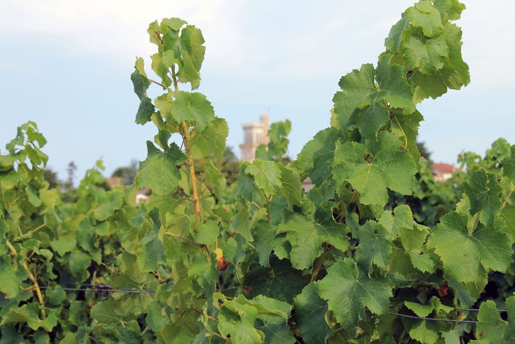Autour de Monbazillac_Domaine du Boyer (21)
