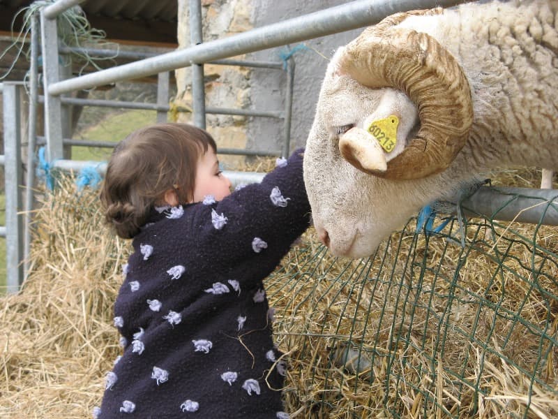 Balade Irati brebis enfant®JM Iribarne