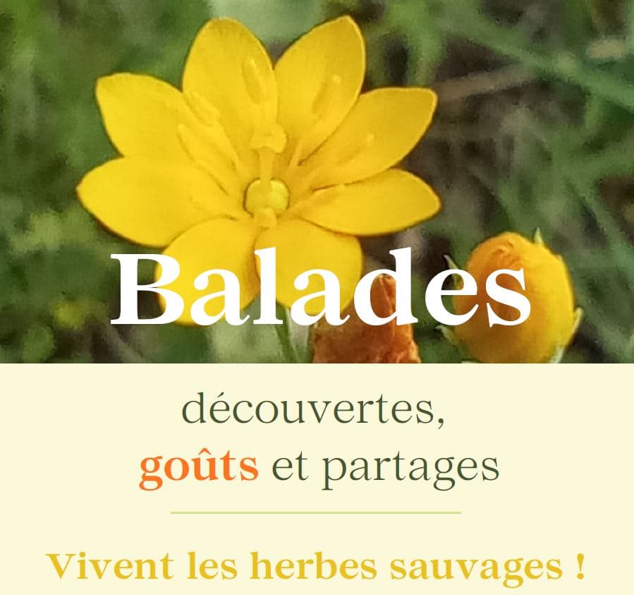 Balades Vivent les herbes sauvages 2026