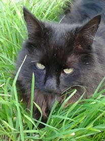 Bandit le chat