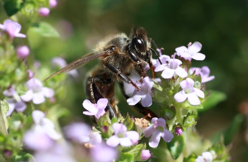 Beaudéant__abeille_Ordiarp 64130