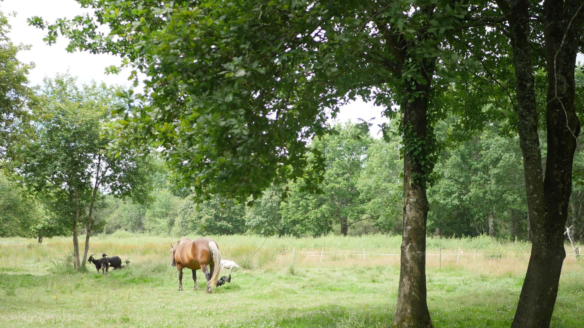 Bergerie-des-Matruques_2