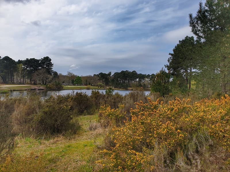 Bois du Peugue 1