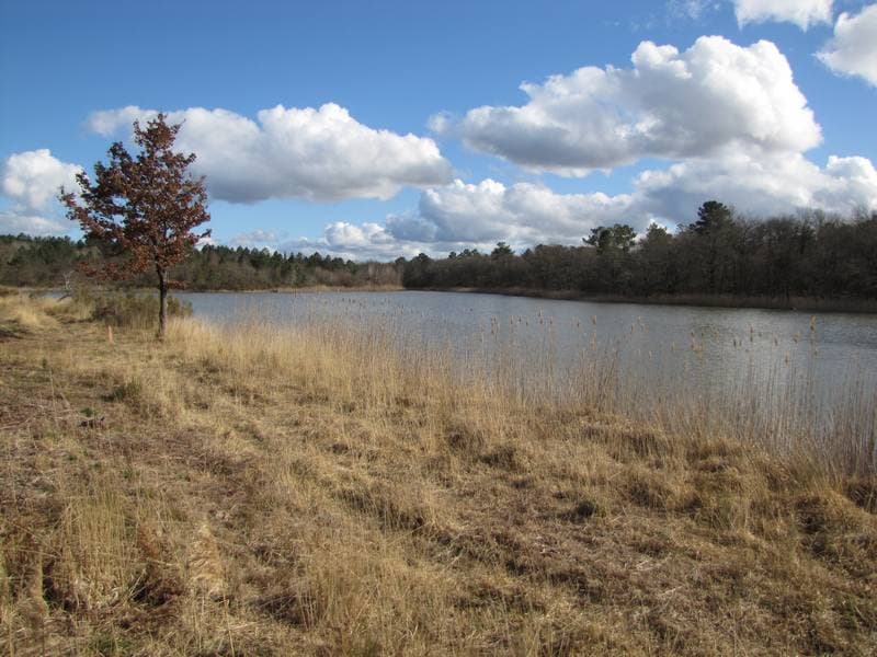 Bord de lac
