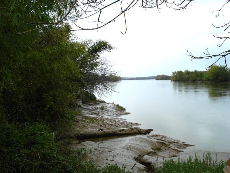 Bords vaseux de Garonne