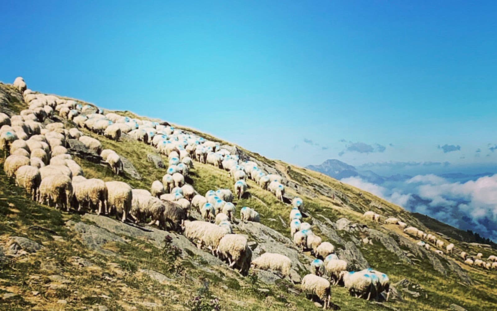Pastoralisme
