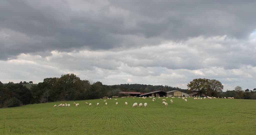 Fromage Brebis I. Cazaubon