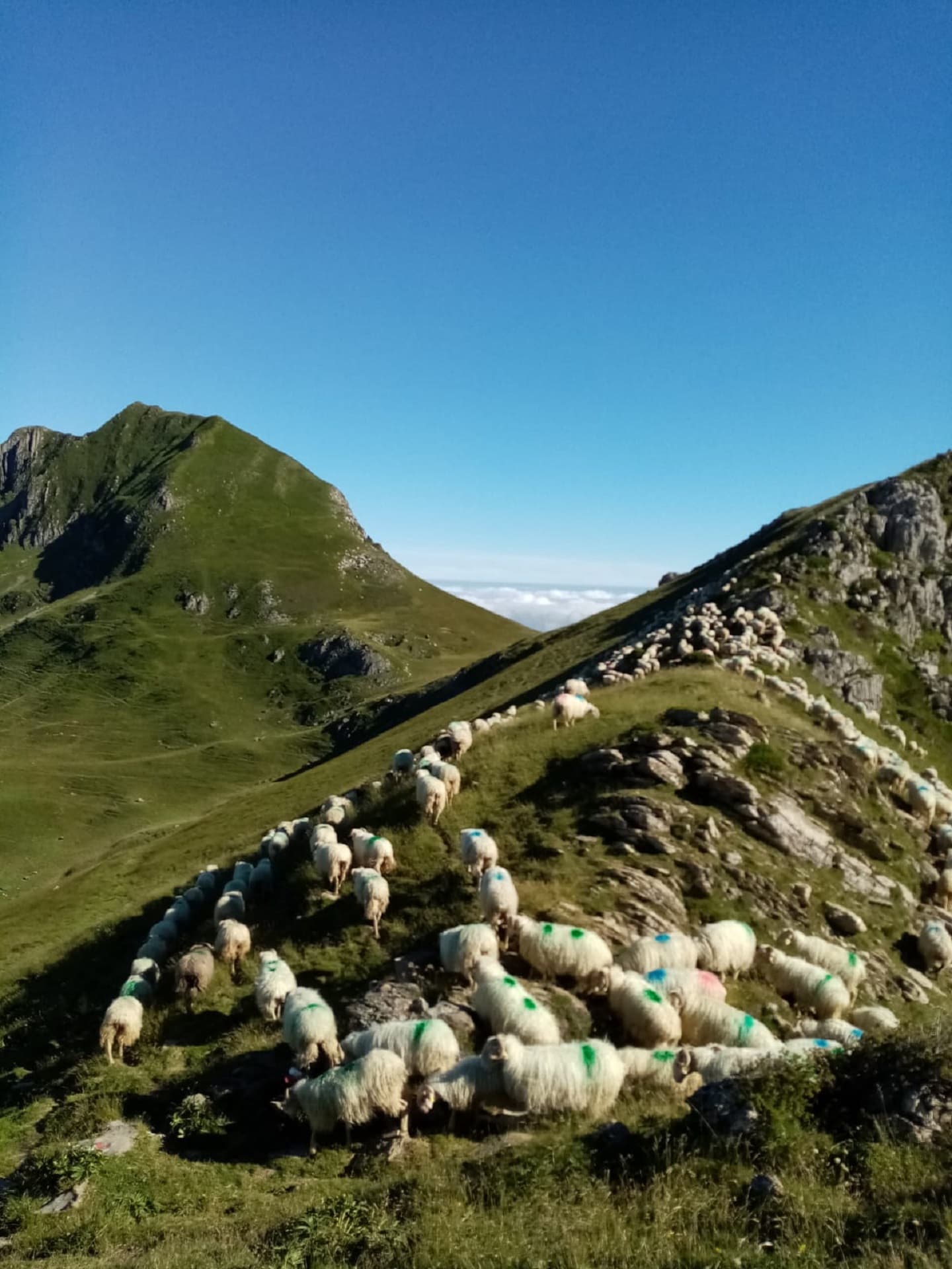 Brebis_ferme_barnetxia
