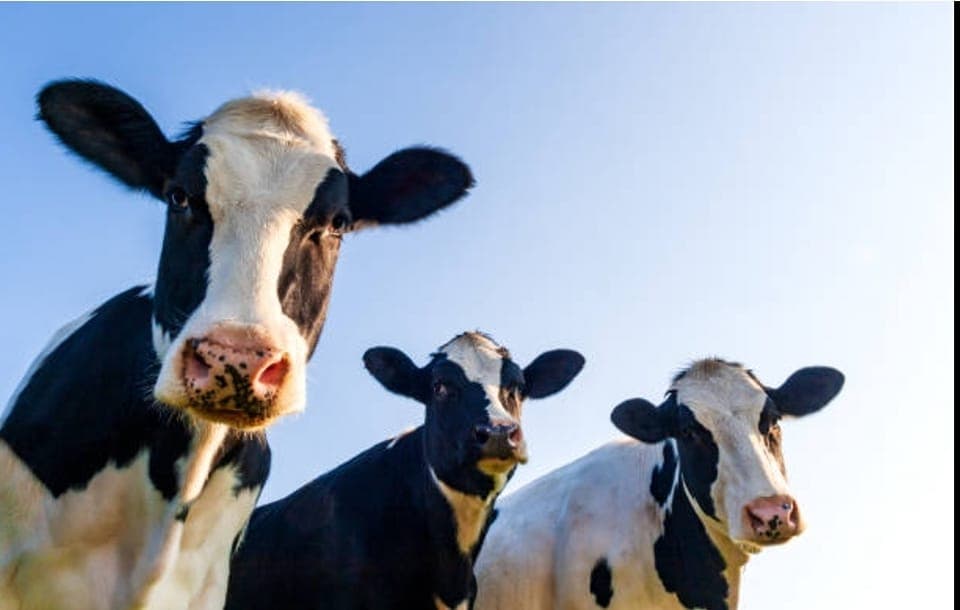 CASTETS_Lait de Castets_Vaches