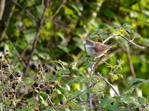 grisette