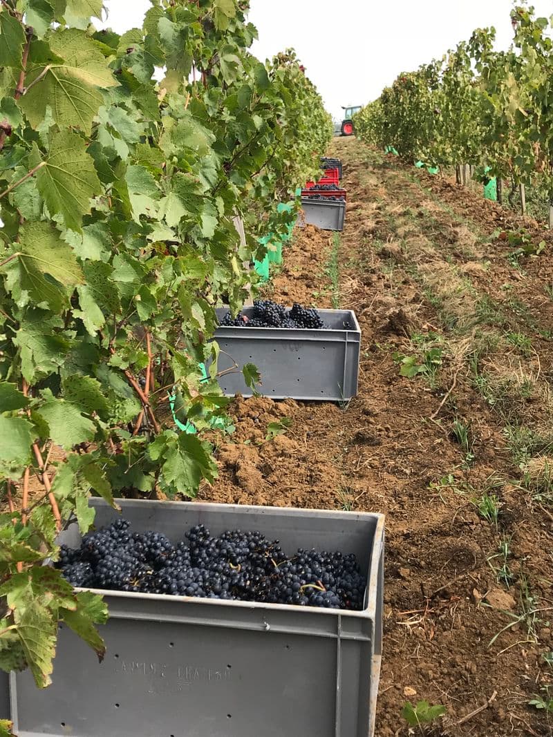 Terres blanches Viticulteur Vins bio degustation Oiron Plaine Vallees Thouarsais