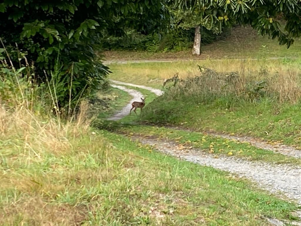 L'Orée de la forêt