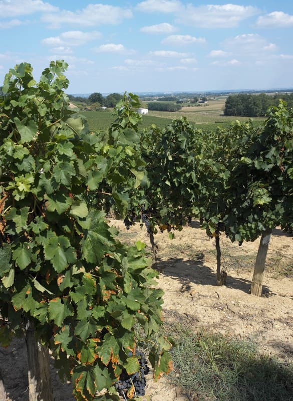 COCUMONT vigne