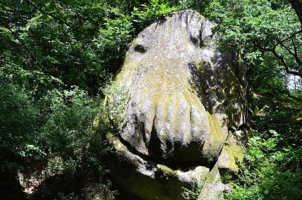 Tête de singe