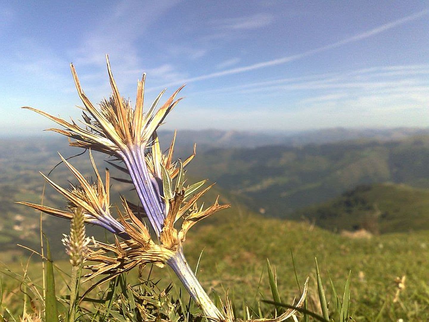 CPIE Pays Basque - Ciste