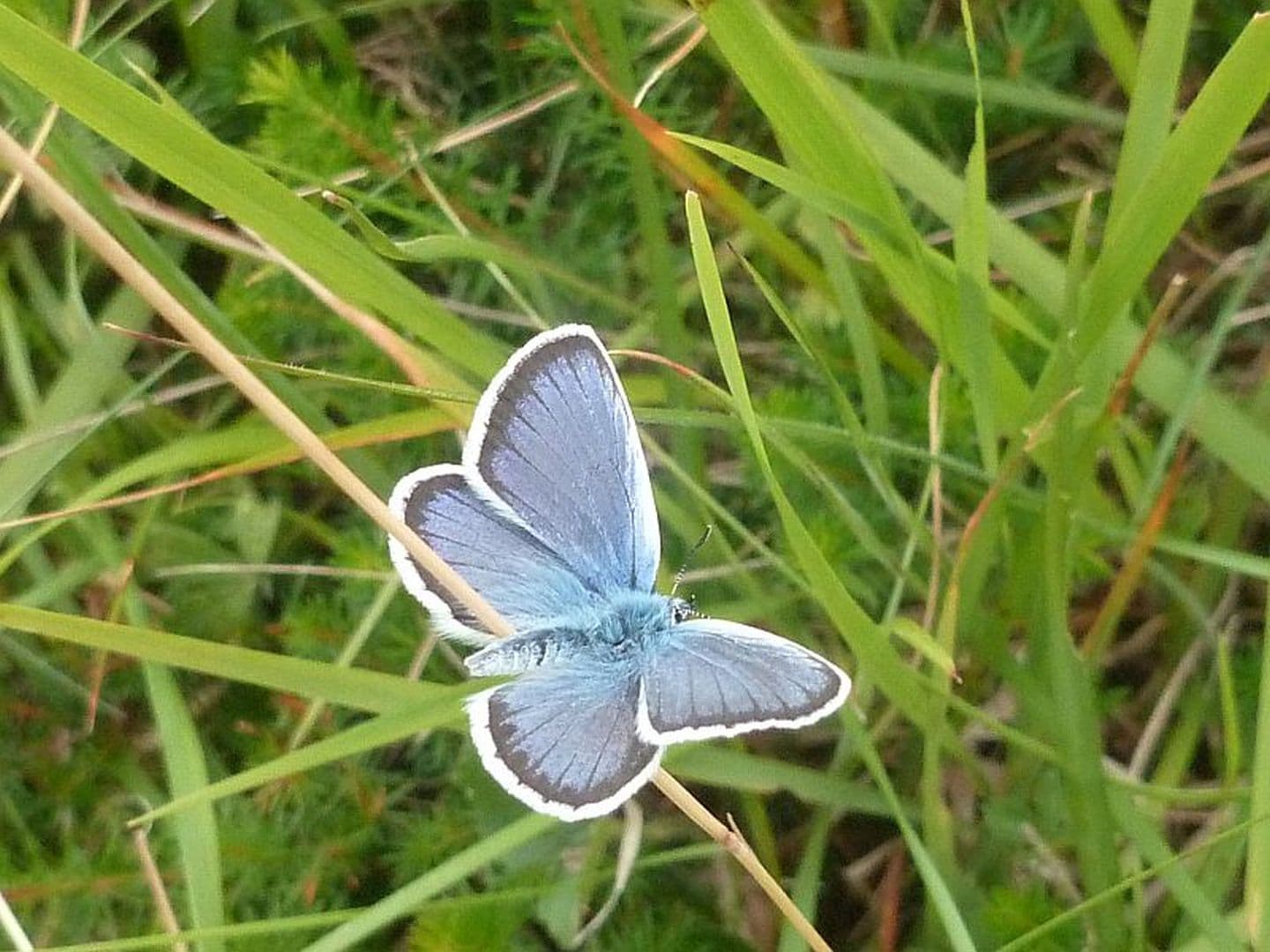 CPIE Pays Basque - papillon