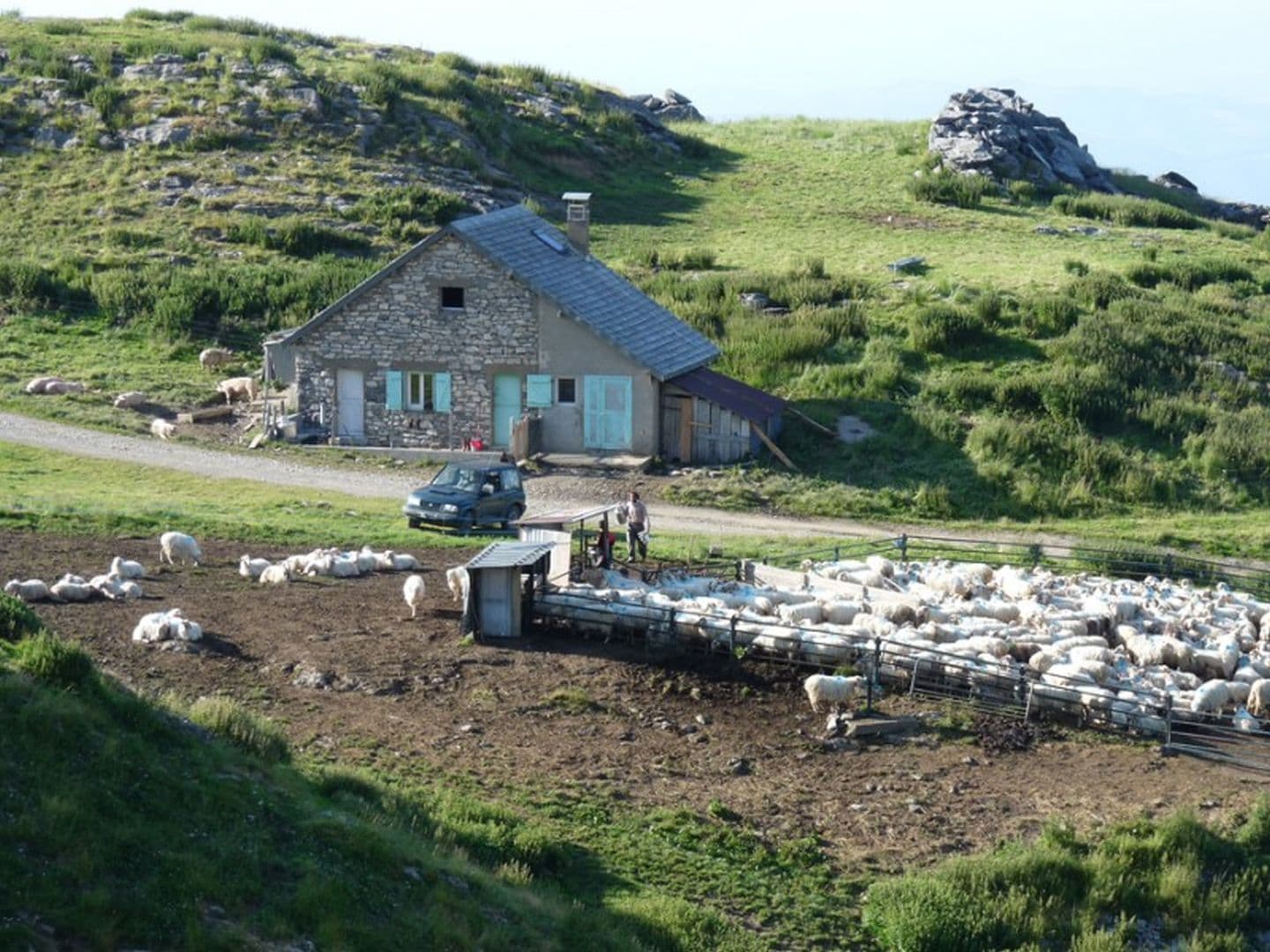 Brebis en estive à La Pierre Saint-Martin