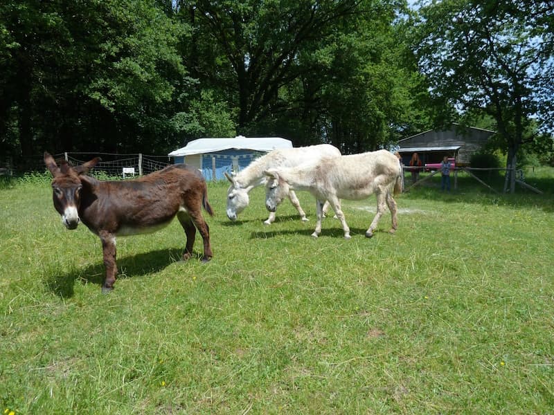Camping-à-la-ferme-La-Noyeraie