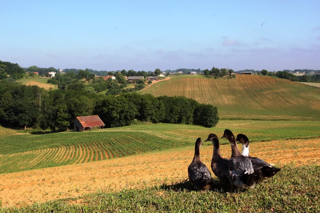 Canard ©QL