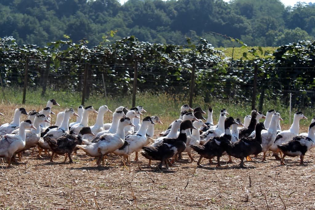 Canards (1024x684)