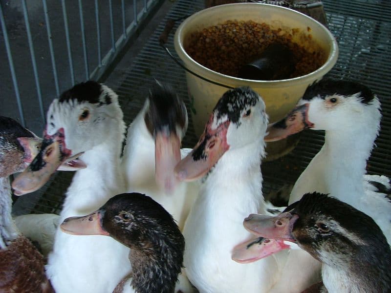 Canards