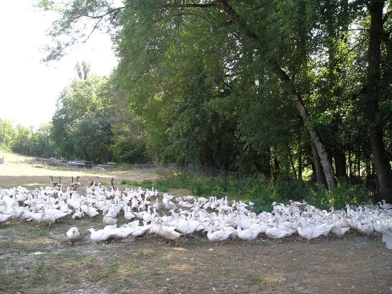 Canards Payenchet SIRT
