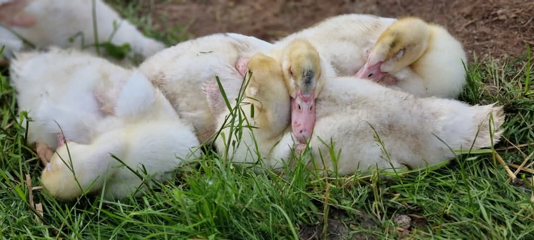 Canards saturnin