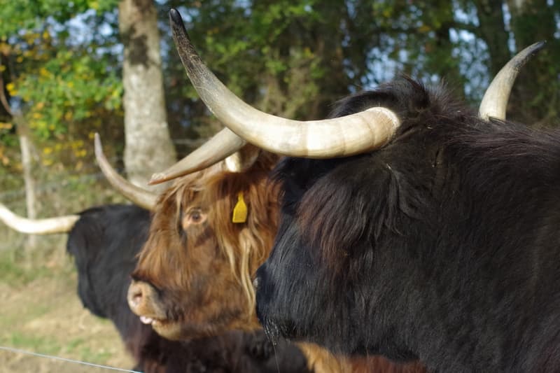Cancon_Ferme de Jean Marouty
