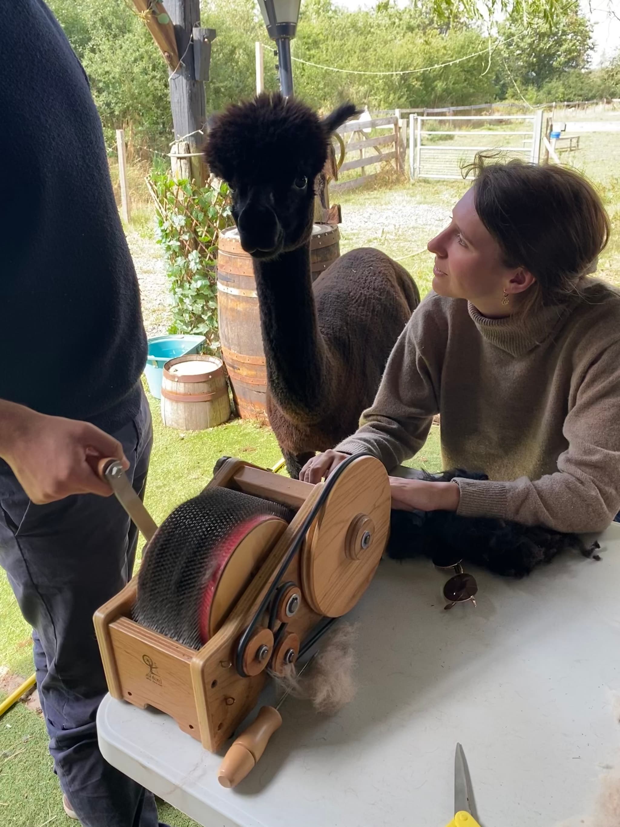 Carding alpaca