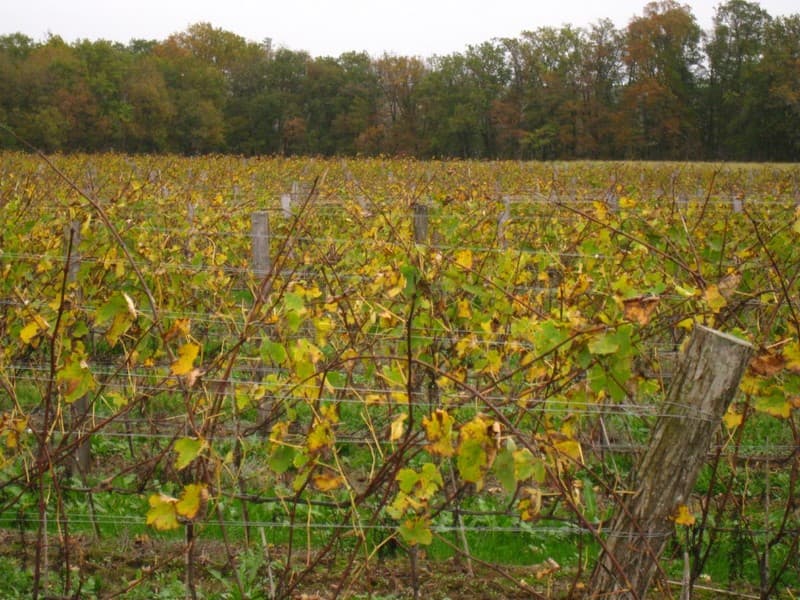 Cave-de-Mezin---vignes
