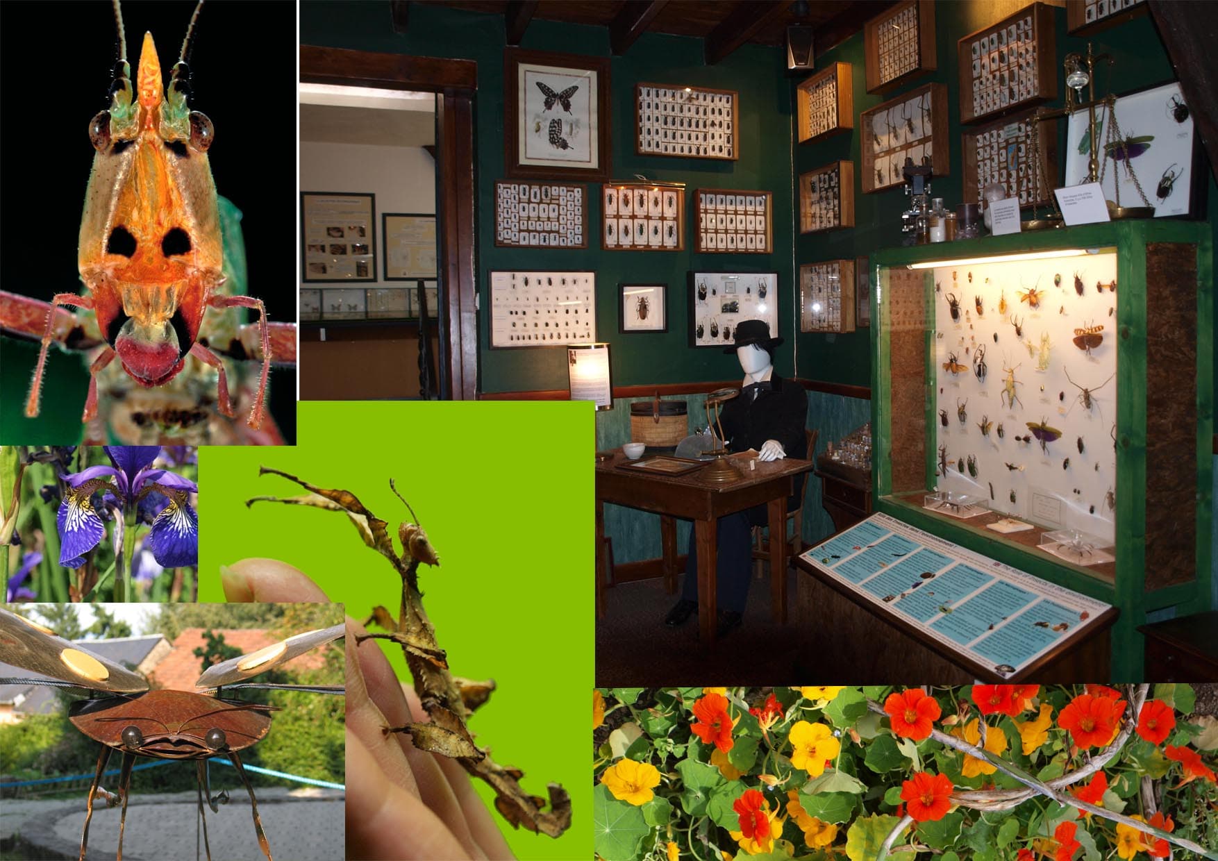 Cité des Insectes : Musée & Parc nature_1