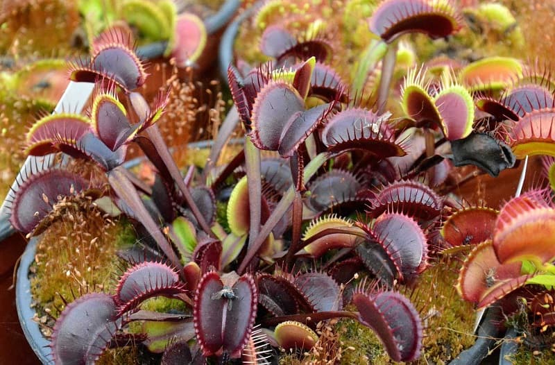 Cédric Carnivores9