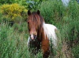 Centre Equestre la cavale Plaisance