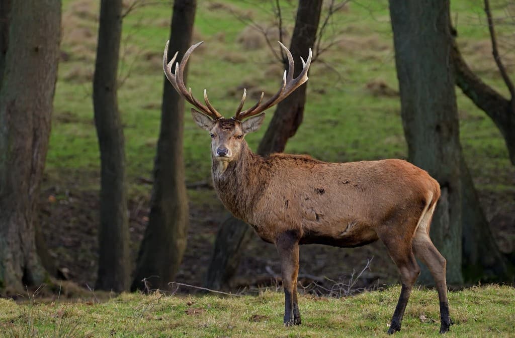 Brame du cerf