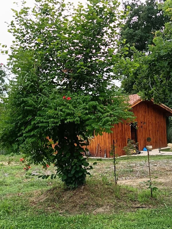 Chalet Mayura (9)