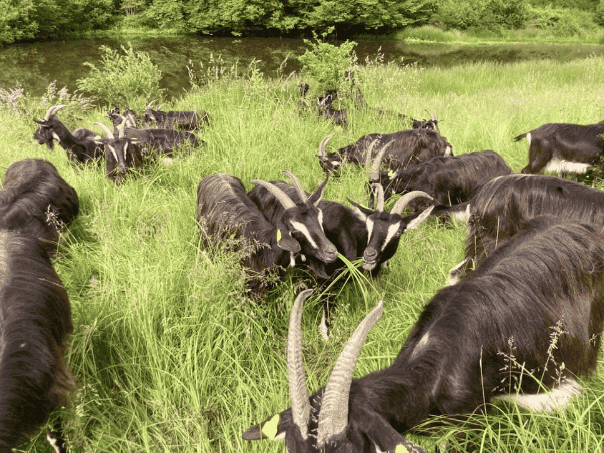 La ferme des p'tits loups - Pageas