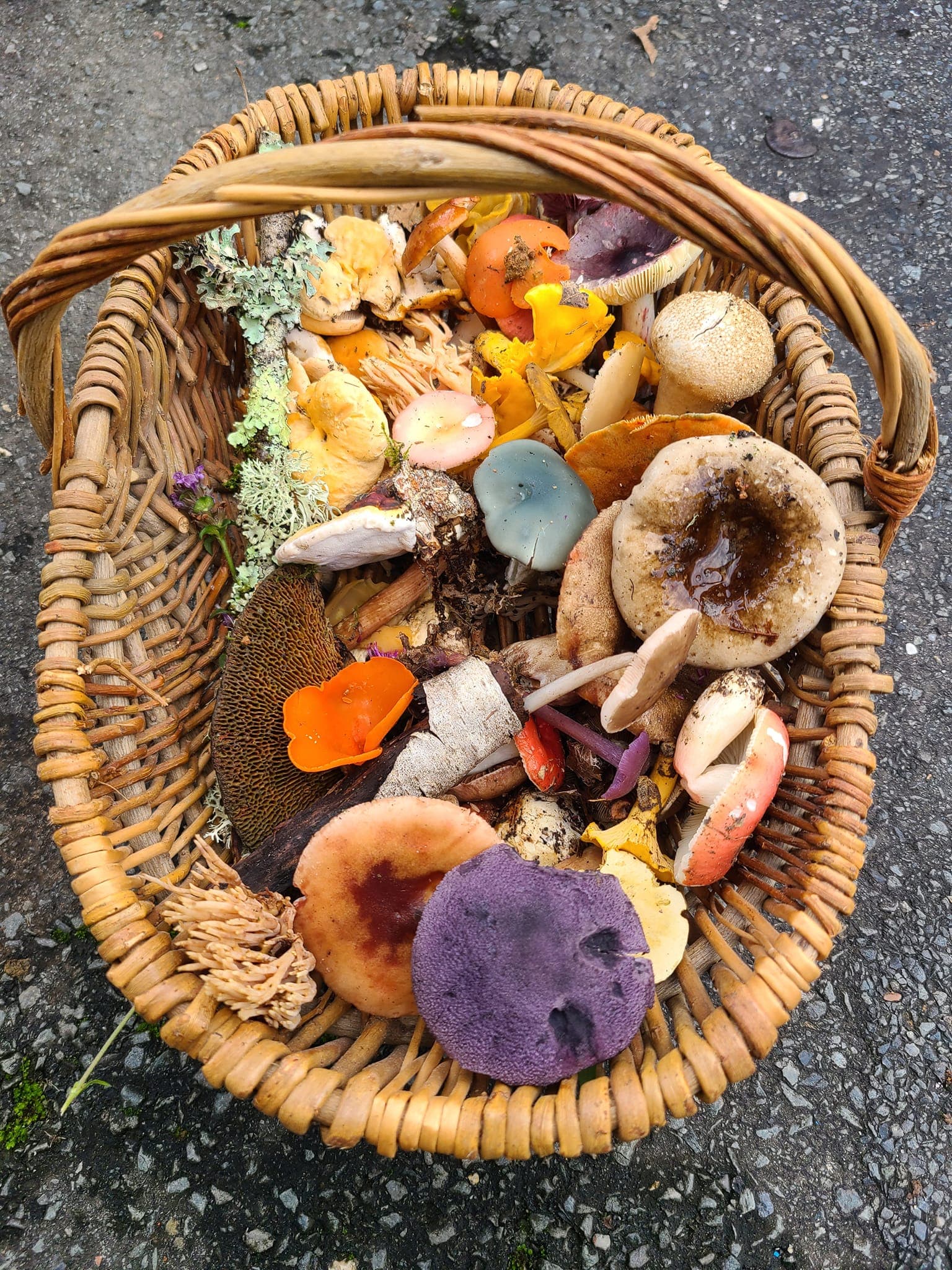 Champignons