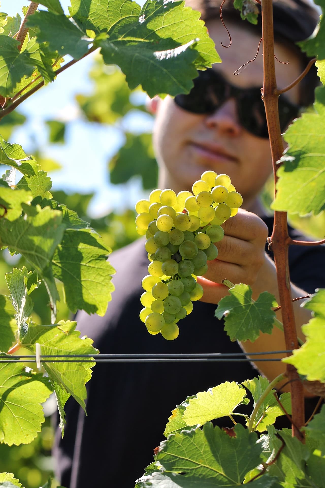 Domaine Chante l'Oiseau