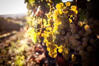 ChanteLOiseau_Vendange_09
