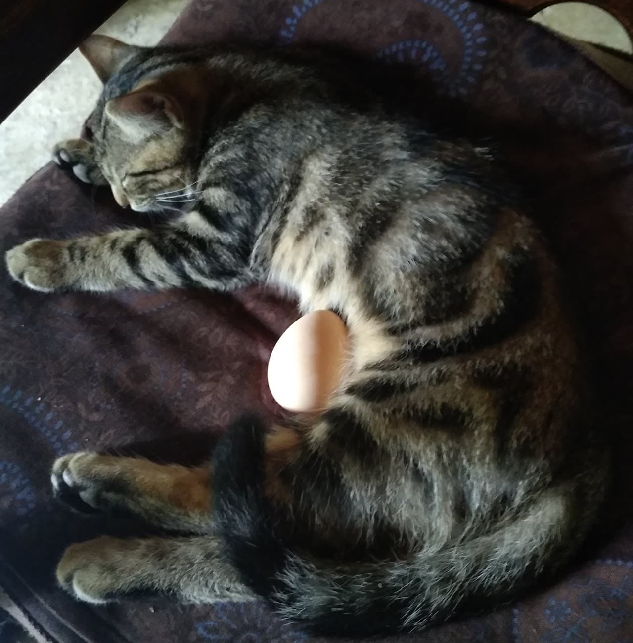 Chat_Oeuf