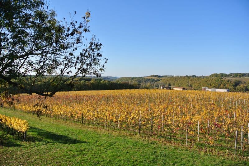 Château Cluzeau (2)