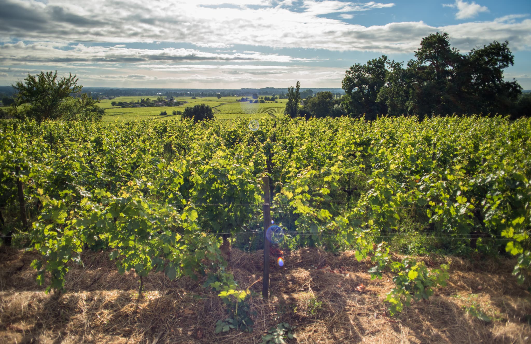 vignoble