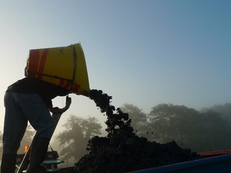 Château Martinat vin vendanges Lansac 800x600